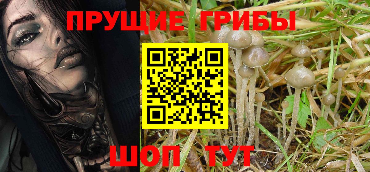 Галлюциногенные грибы Psilocybe  Вход с VPN  наркота  Вольск  Галлюциногенные грибы Psilocybine cubensis 